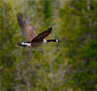 Wildlife