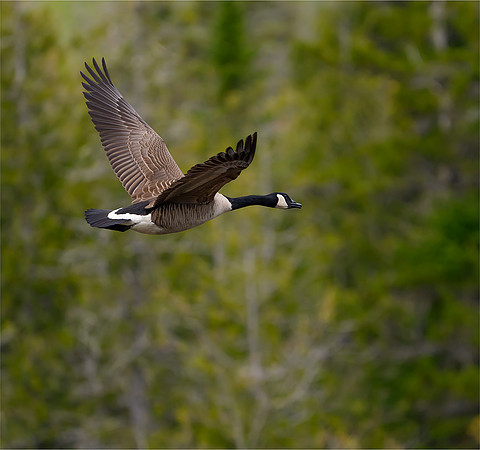 Canada Goose