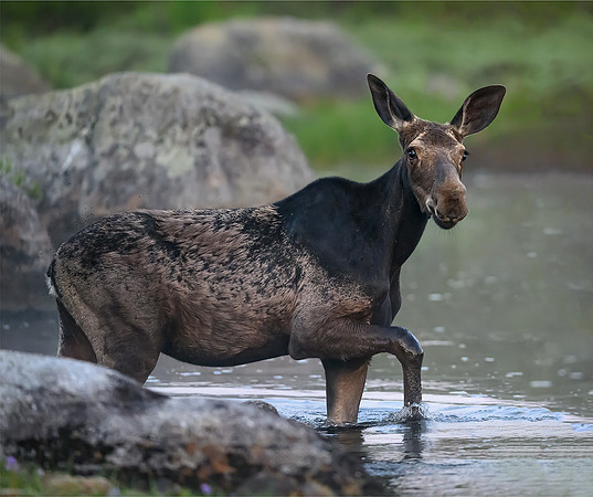 Cow Moose