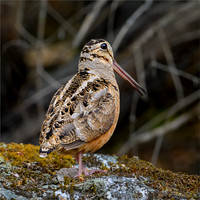 American Woodcock