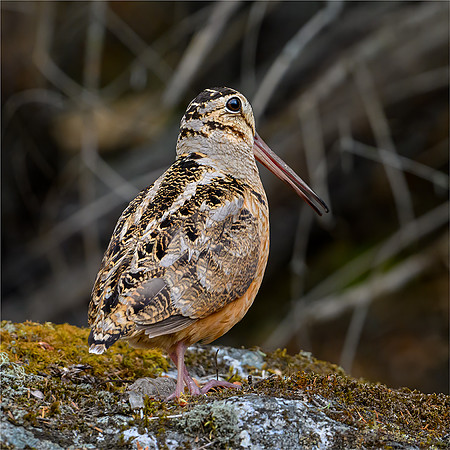 American Woodcock