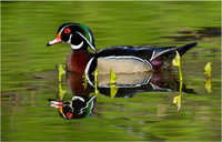 Wildlife