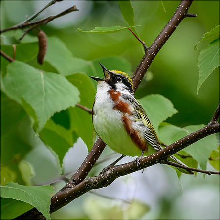 Chestnut-sided Warbler