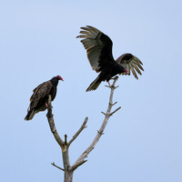 Wildlife