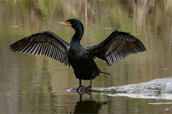 Double-Crested Cormorant
