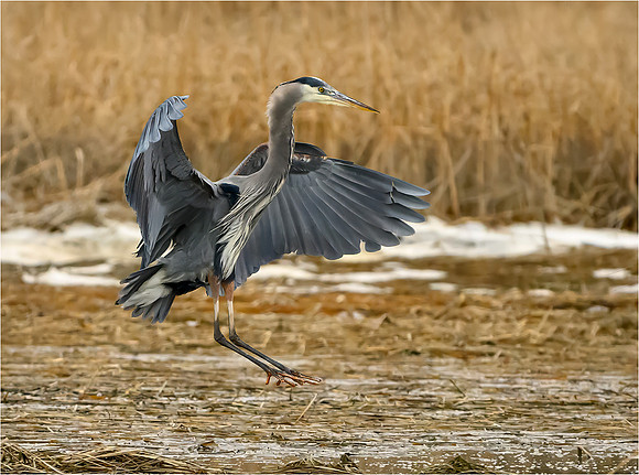 Great Blue Heron