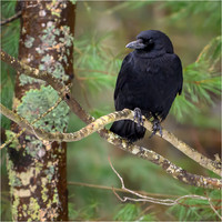 Wildlife