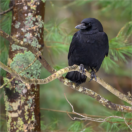 Crow
