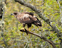 Wildlife