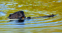 Beaver