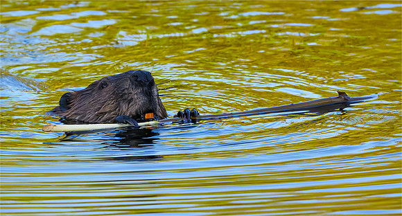 Beaver