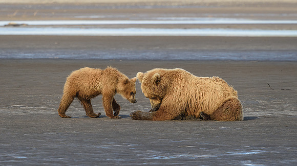 Brown Bear Sow and Cub