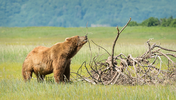 Brown Bear Boar