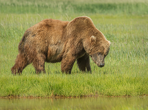 Brown Bear Boar