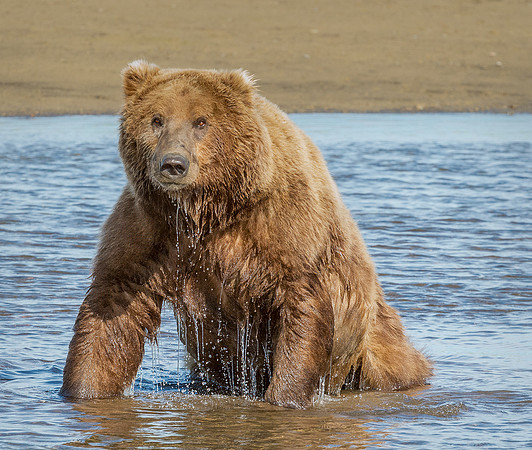 Brown Bear