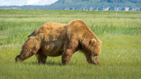 Wildlife