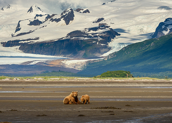 Brown Bear and Cub, Hallo Bay