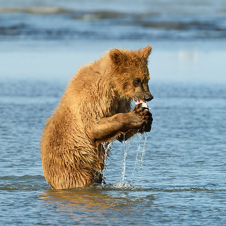 Brown Bear Cub with Flounder Fish