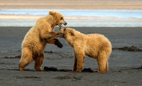 Wildlife