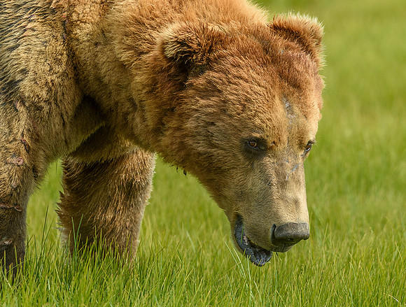 Brown Bear Boar
