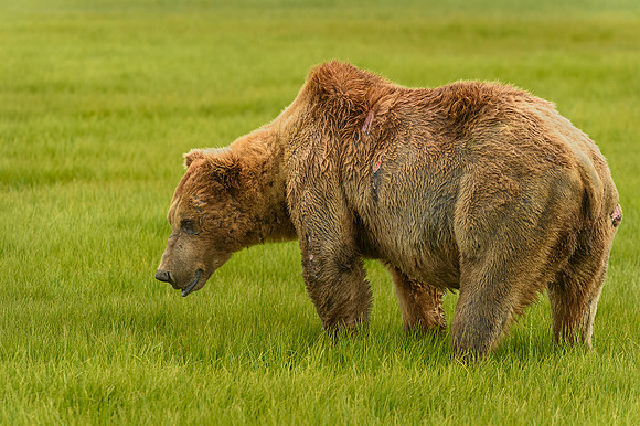 Brown Bear Boar