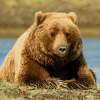 Wildlife