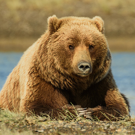 Brown Bear