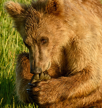 Brown Bear Cub