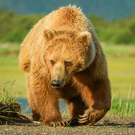 Brown Bear