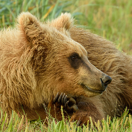 Brown Bear Cub