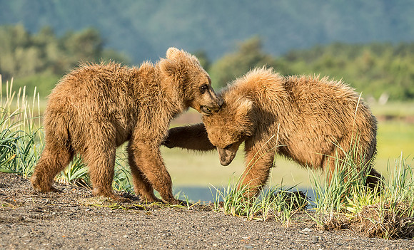 Brown Bear Cubs