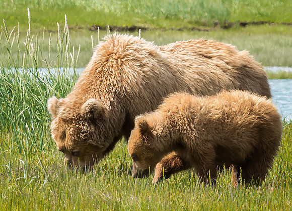 Brown Bear and Cub