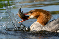 Common Merganser