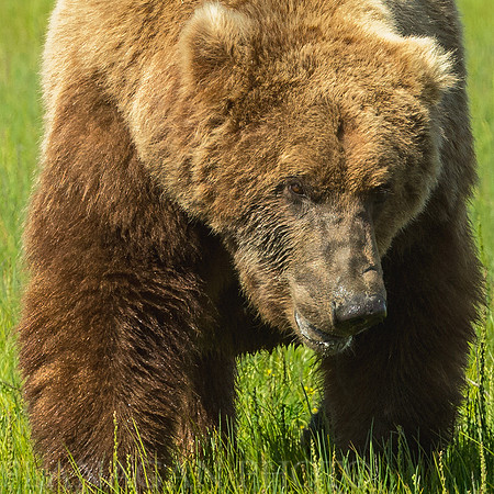 Brown Bear Boar