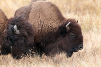 Bison Bull and Cow