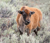 "Red Dog" Bison Calf