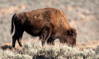 Bison Cow in sage