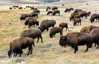Grazing Bison Herd