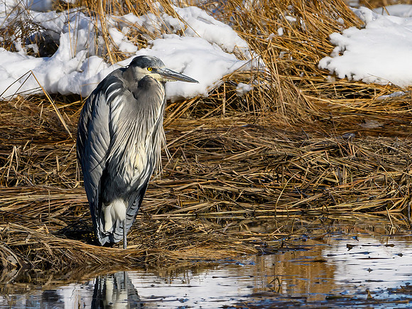 Great Blue Heron