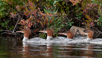 Wildlife