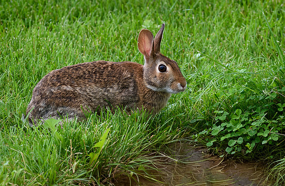 Cottontail Rabbit