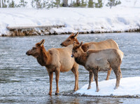Wildlife