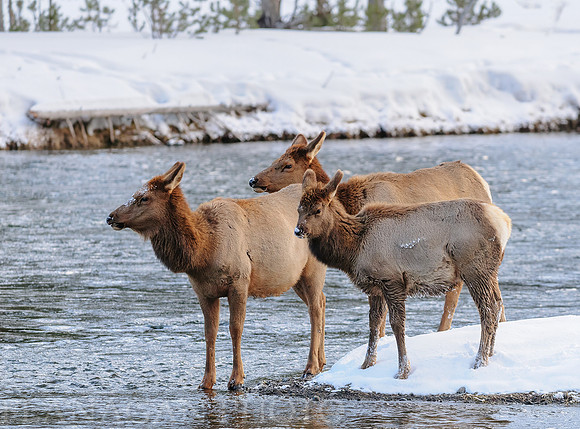 Elk on the Madison