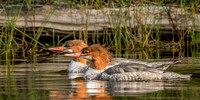 Wildlife
