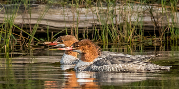Common Mergansers