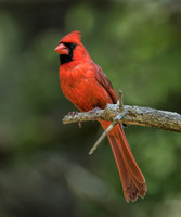 Wildlife