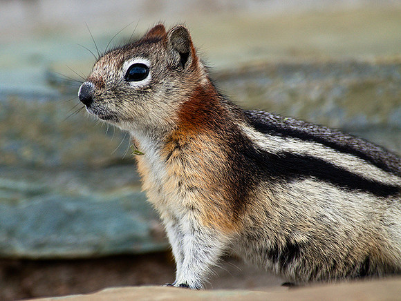 Golden Mantle Ground Squirrel