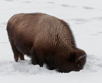 Bison Grazing 4