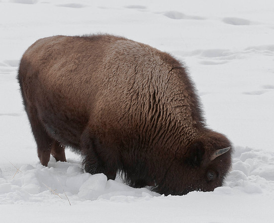 Bison Grazing 4