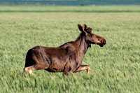 Wildlife